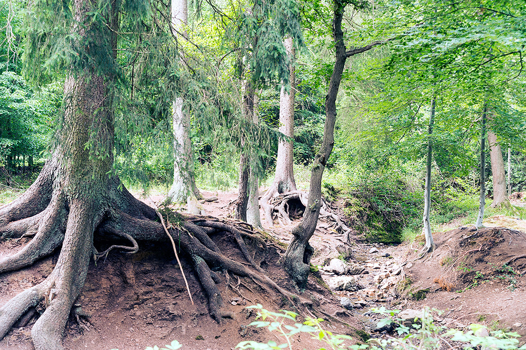 Knorrige Wurzeln im Hertogenwald