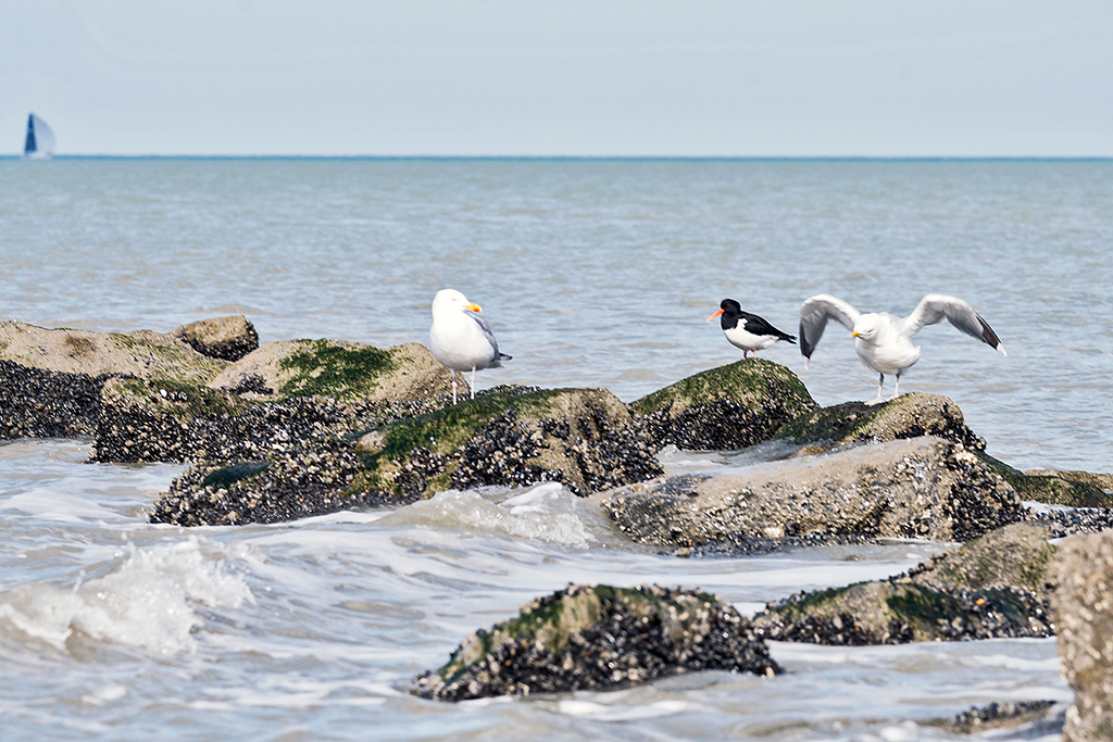 Vögel am Strand von Knokke-Heist
