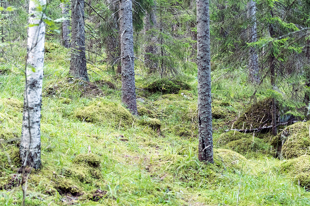 Schöner Wald im Naturreservat Hökhöjden