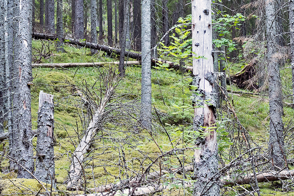 Totholz im Naturreservat Hökhöjden