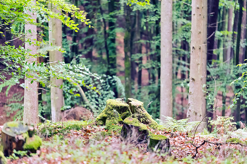 Impression im Wald bei Saarburg