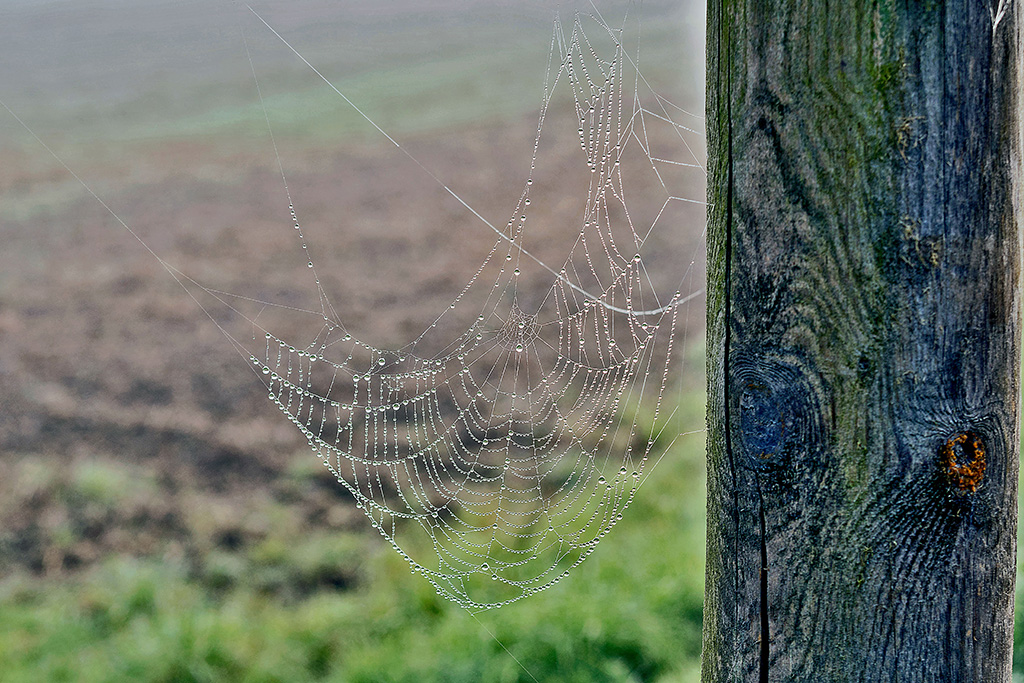Spinnennetz im Herbsttau