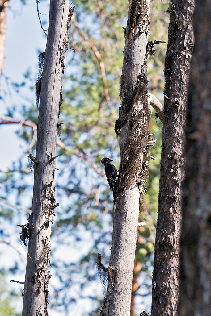 Woodpecker Nationalpark Muddus
