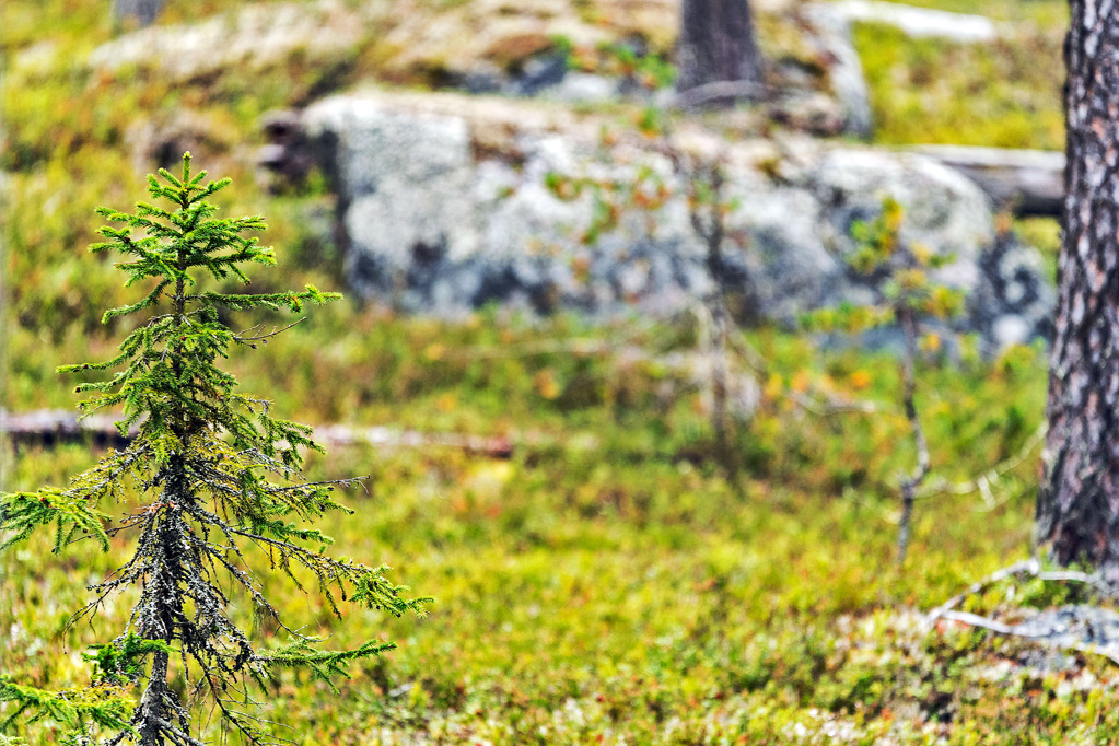 Junger Baum im Nationalpark Björnlandet