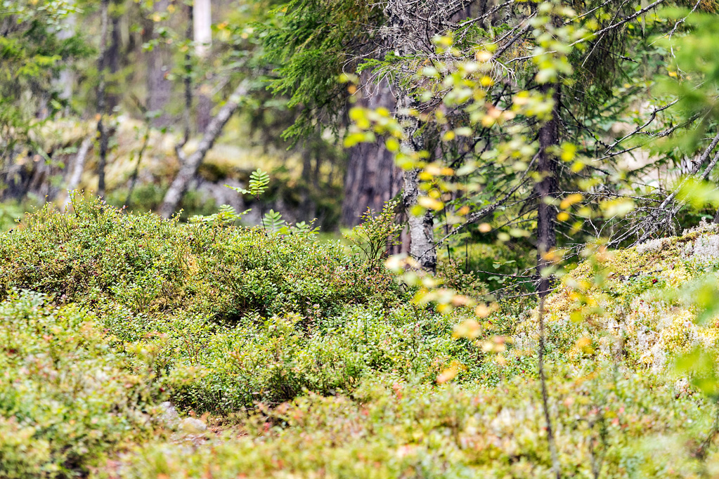 Blaubeeren im Nationalpark Björnlandet