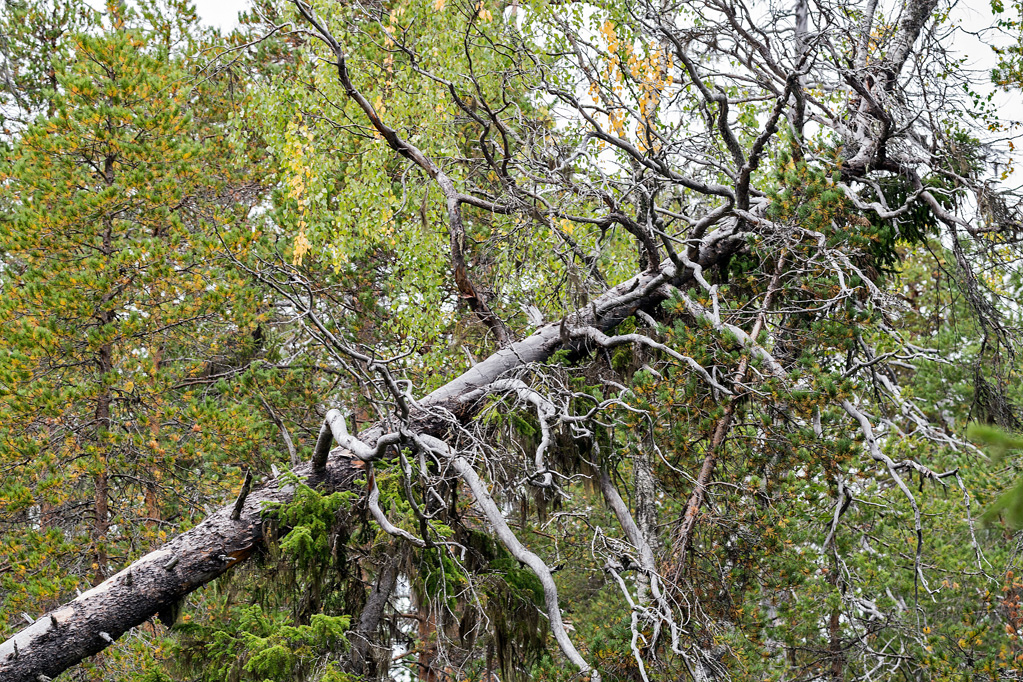 Toter Baum im Nationalpark Björnlandet