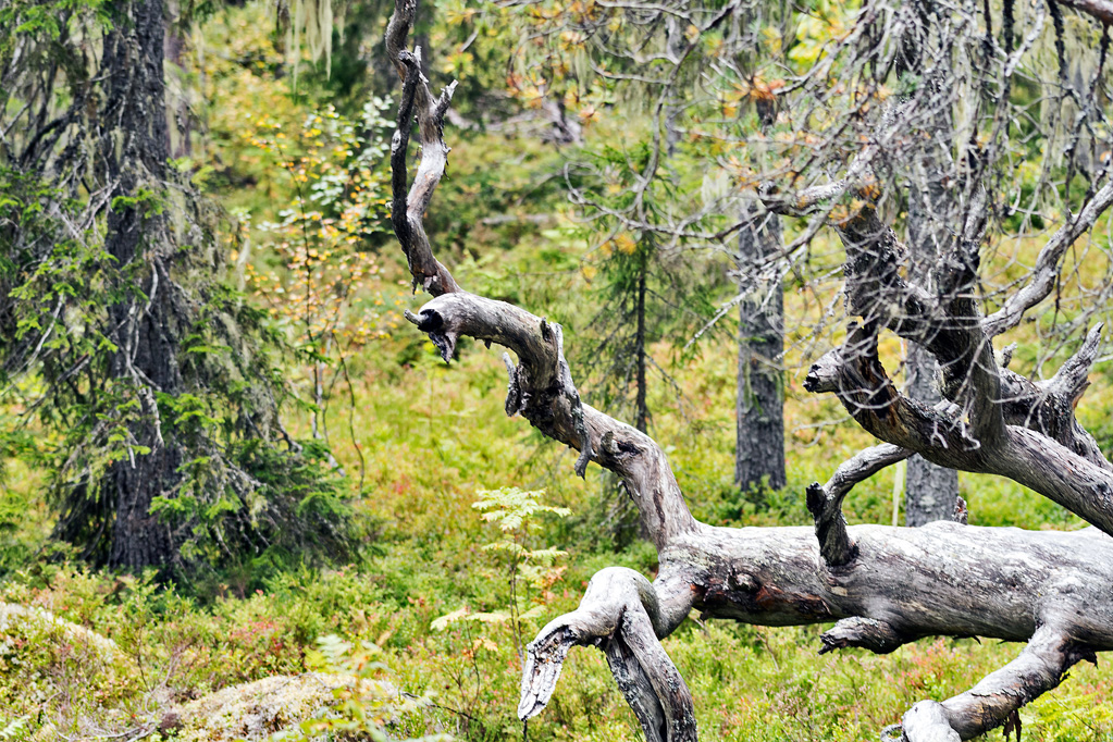 Knorriger Baum im Björnlandet