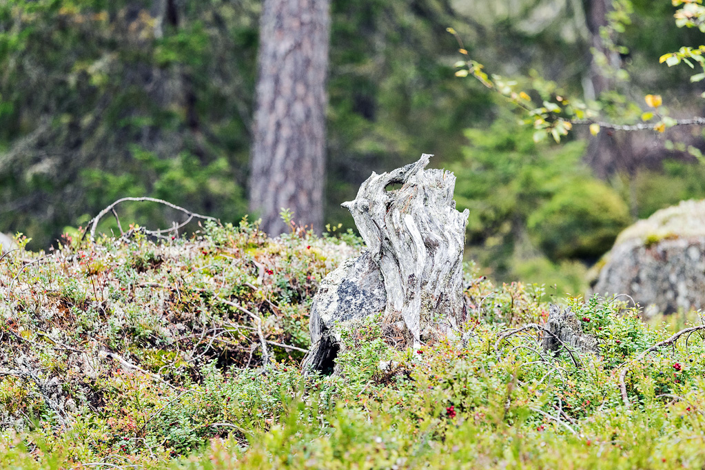 Baumstumpf Björnlandet