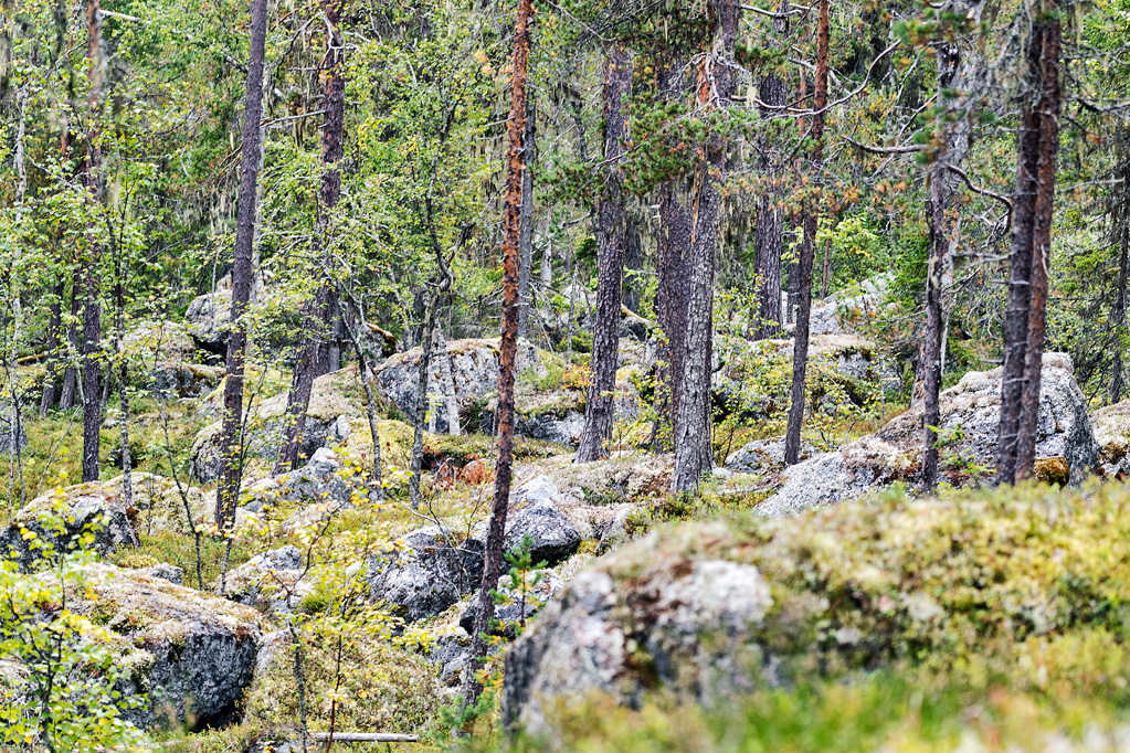 Urwald in Schweden