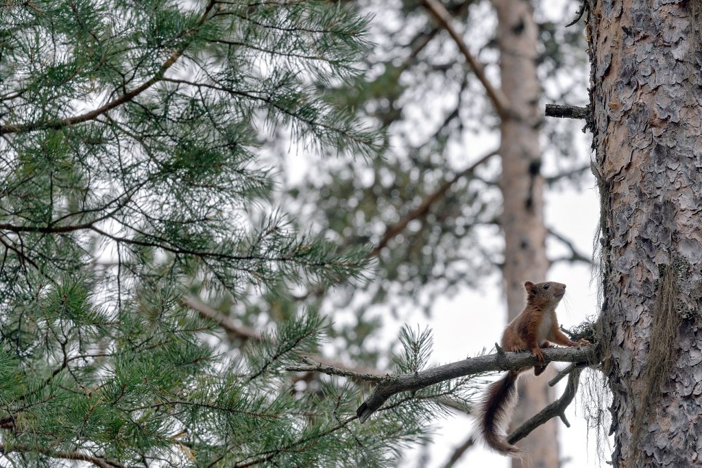 Eichhörnchen im Naturreservat Gröntjärn