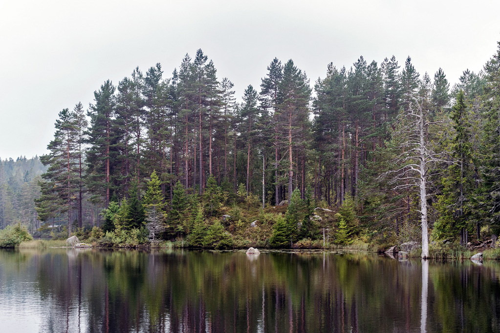 Ufer im Naturreservat Ånnaboda