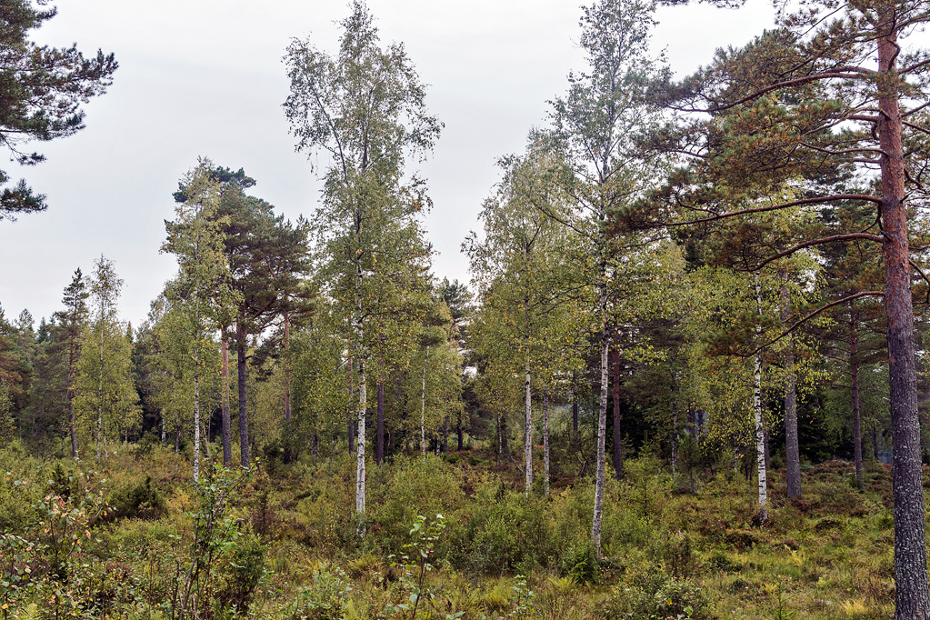 Junger Wald im Naturreservat Ånnaboda