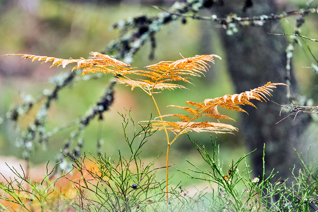 Herbstfarn im Nationalpark Tiveden