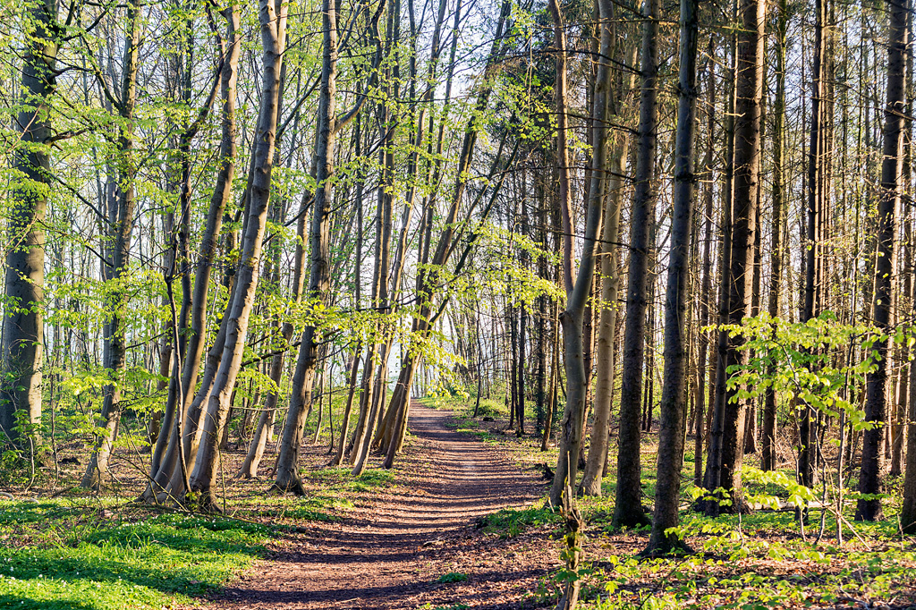 Waldweg zum Strand in Asperup