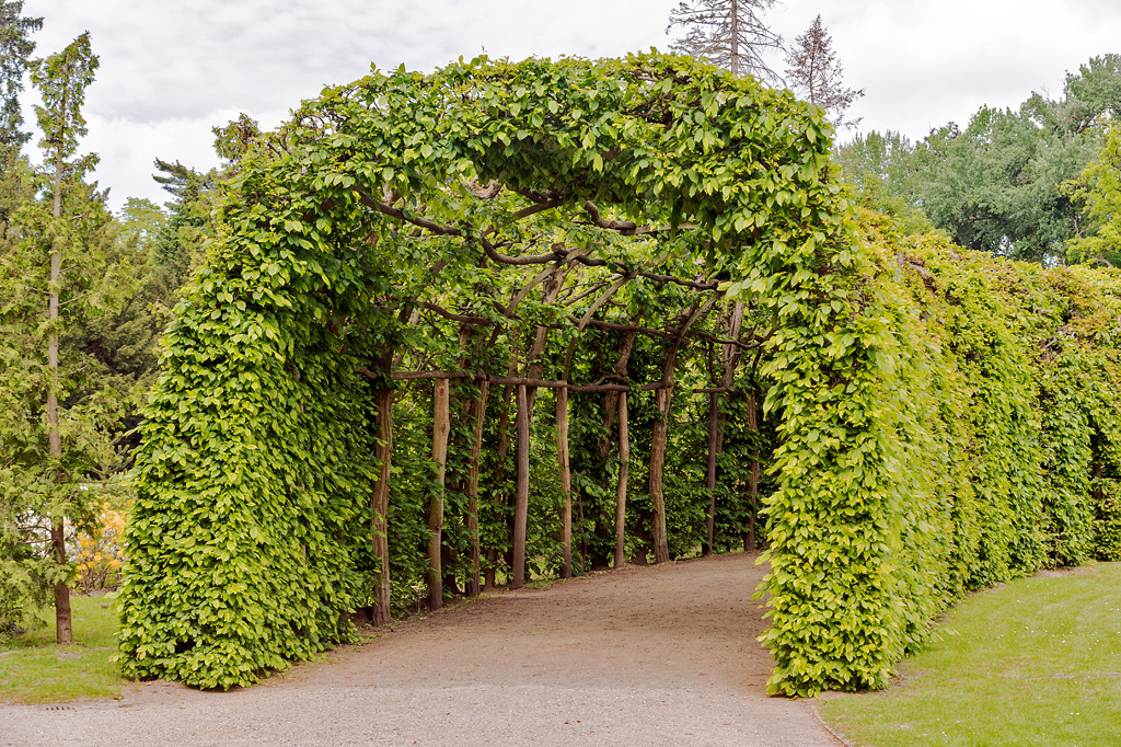 Laubengang Park Schloss Sanssouci
