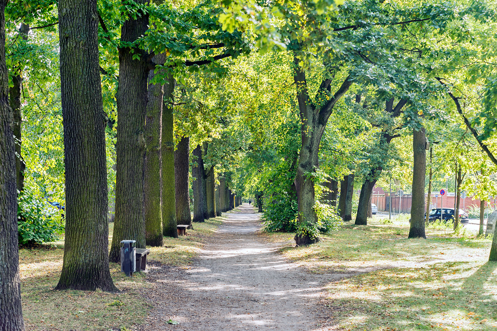 Alter Baumbestand Neuruppin