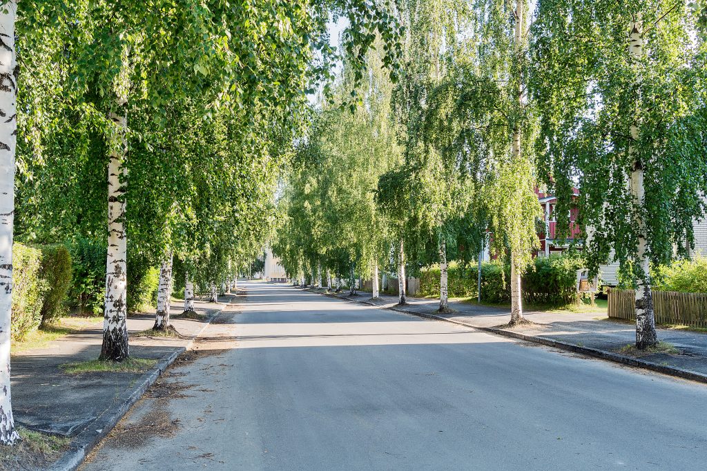 Birkenallee in Boden