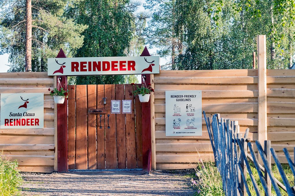 Rentiere zum anfassen in Rovaniemi