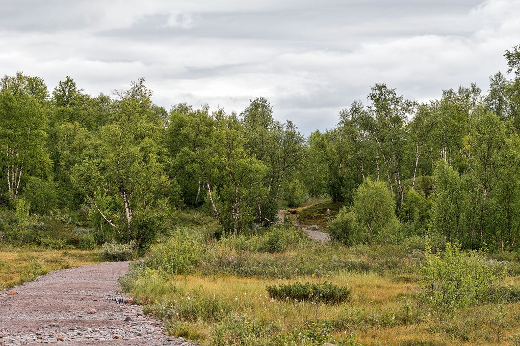 Durch die Taiga zum Kebnekaise