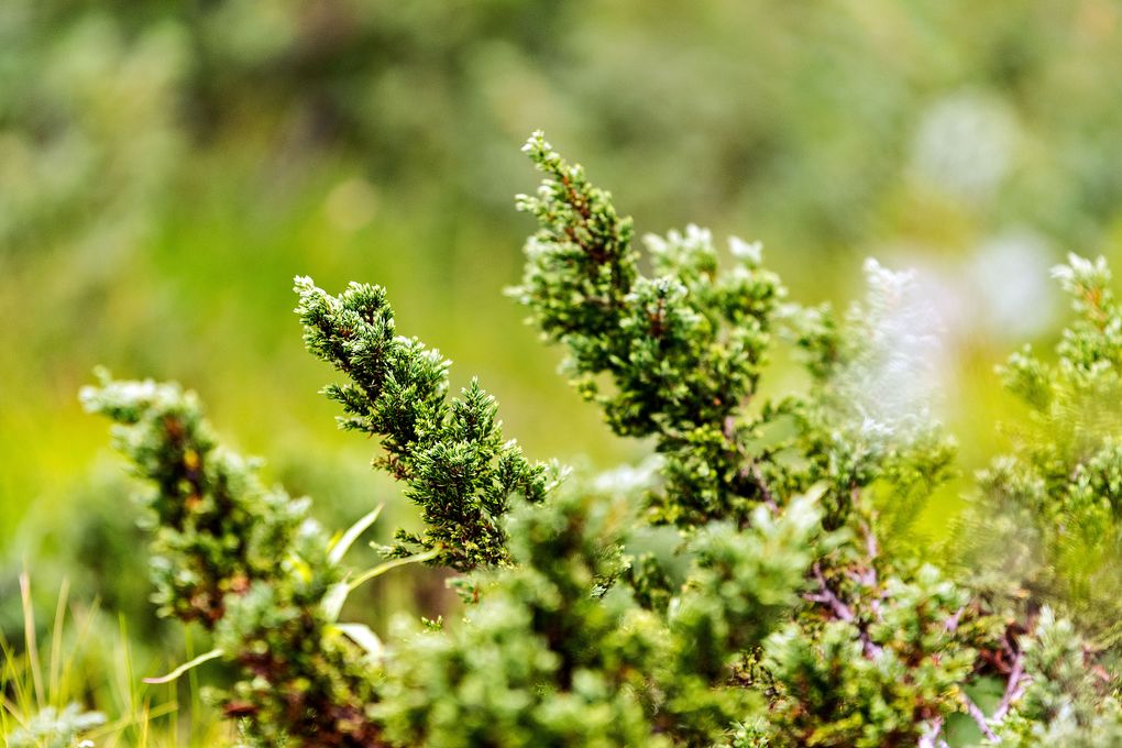 Wacholder im Norrland