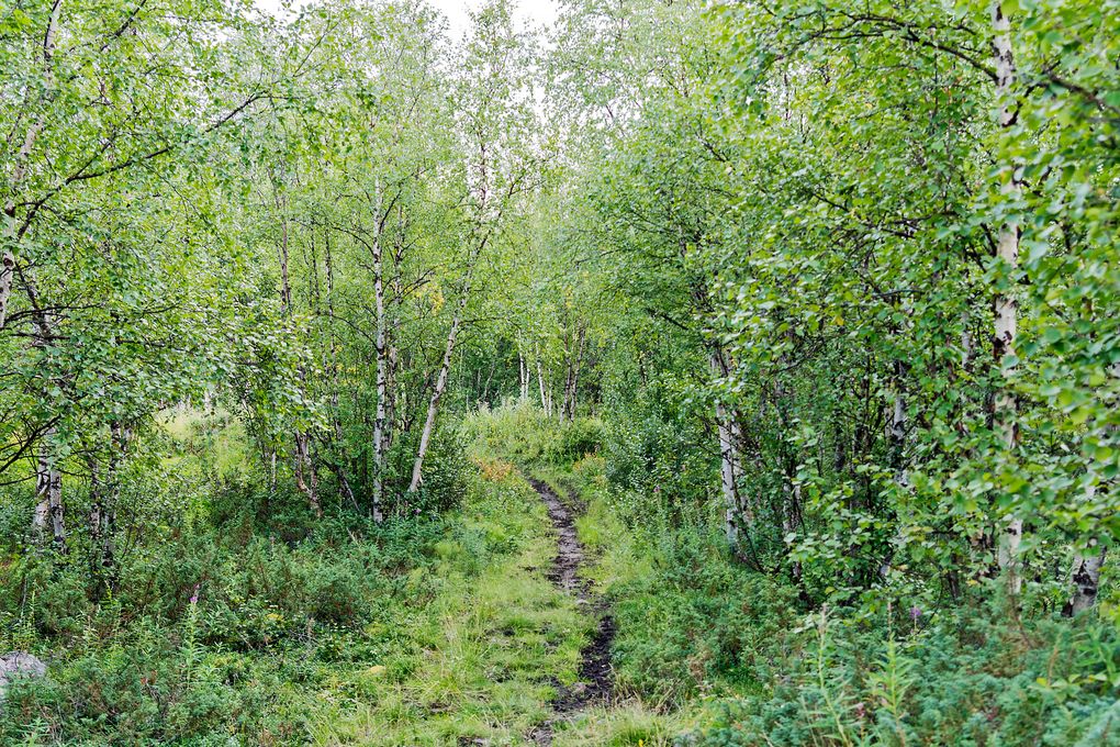 Dichter Wald im Norrland