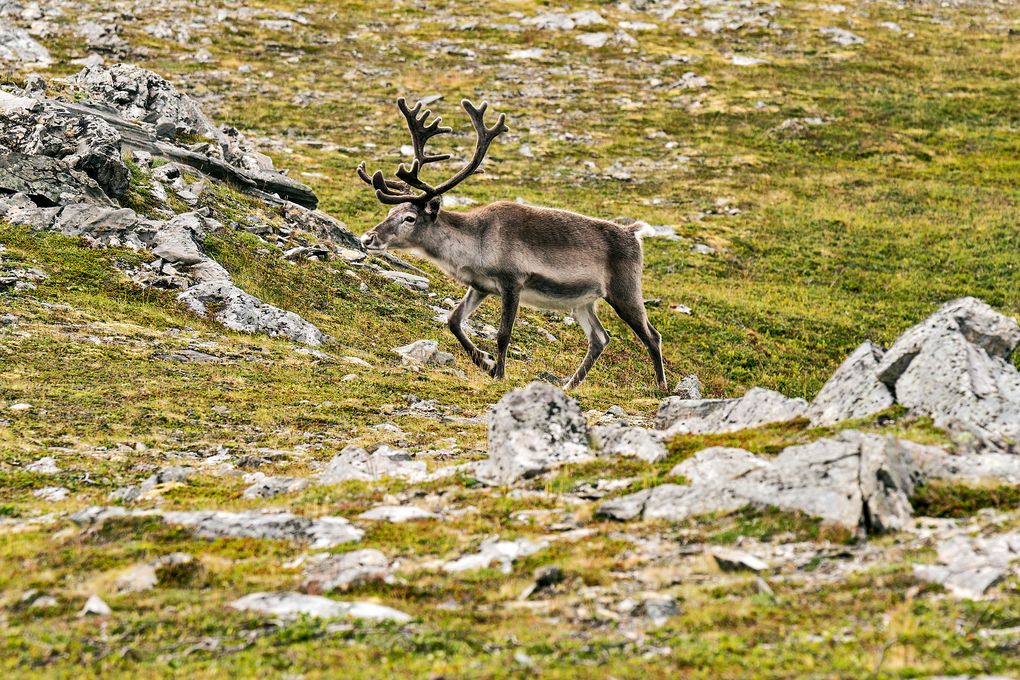 Rentier am Kyrkeporten