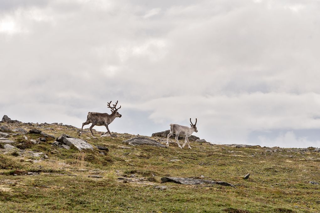Da rennen die Rentiere