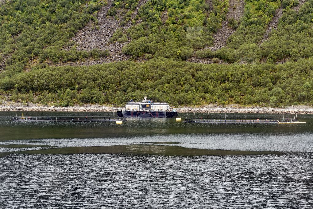 Lachsfarm im Gryllefjord