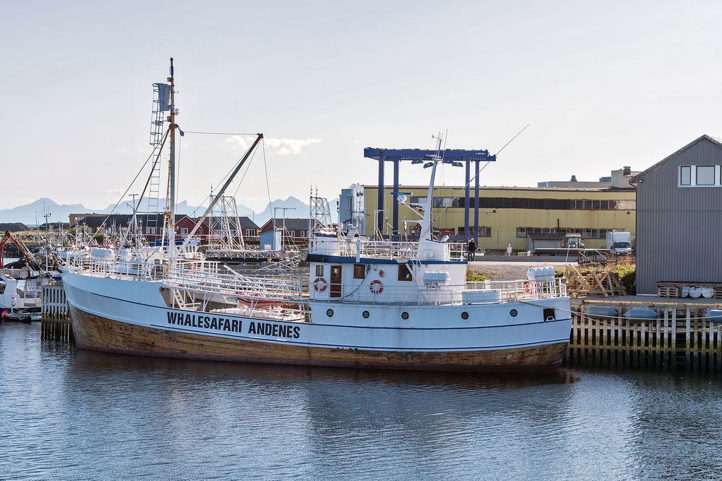 Walsafari Andenes 2025