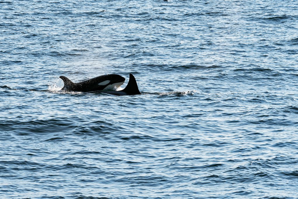 Schule mit Orcas vor Andenes 2025