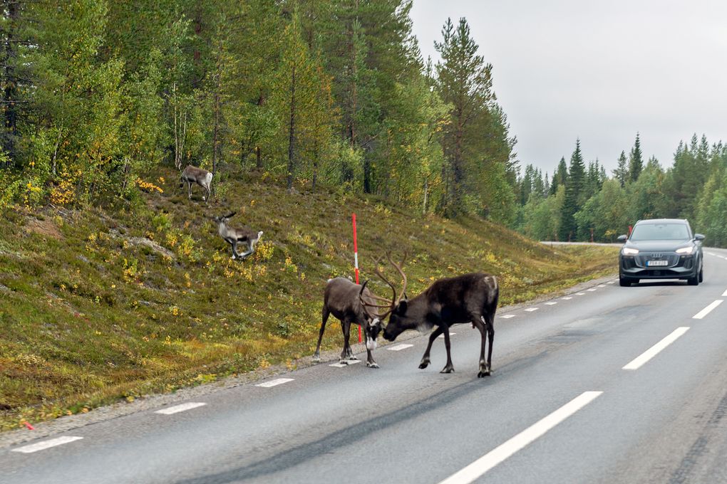 Achtung Rentiere
