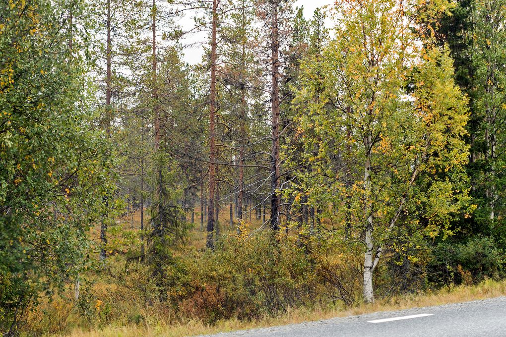 Der Herbst kommt früh im Norden
