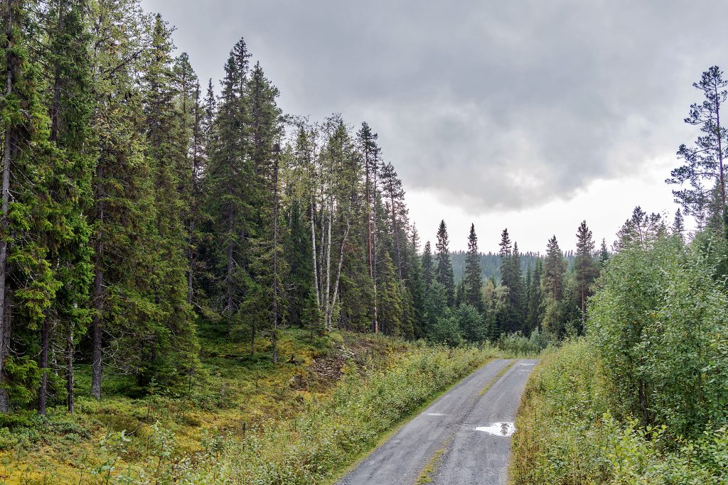 Fußweg zu den Felsritzungen
