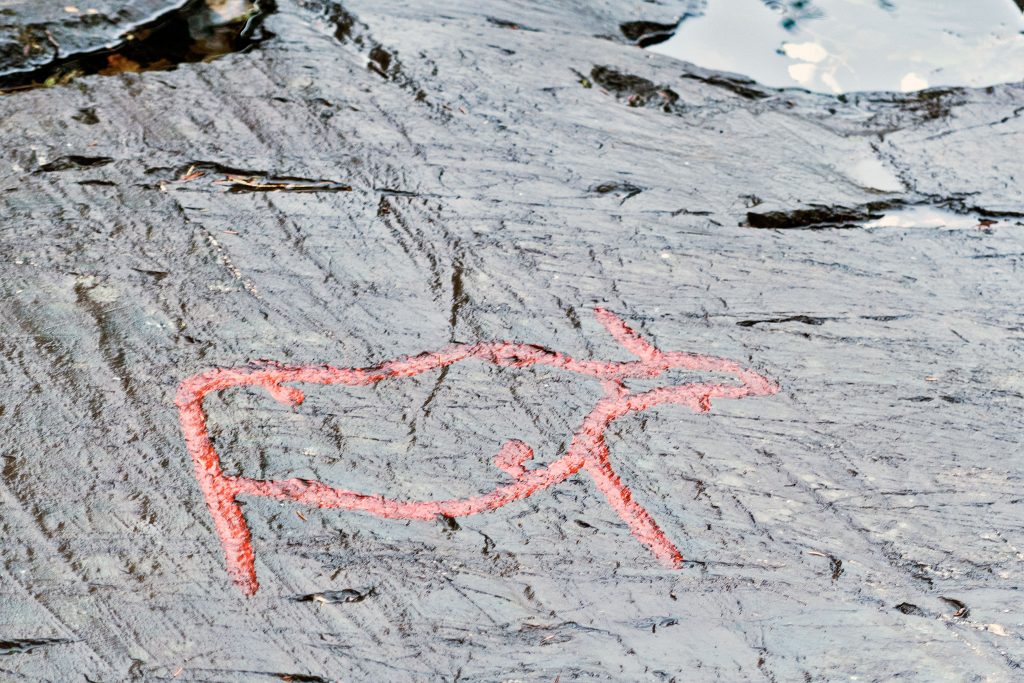 Kleiner Elche in Gärde