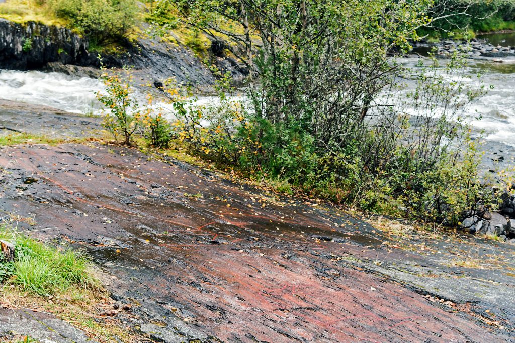 Auf der kleinen Insel sind die Elche