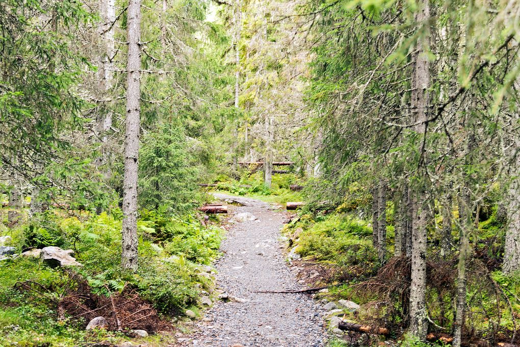 Durch den Wald zum Fettjeåfallet