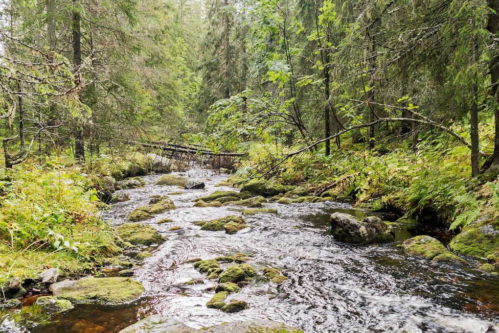 Wilder Bach im Jämtland